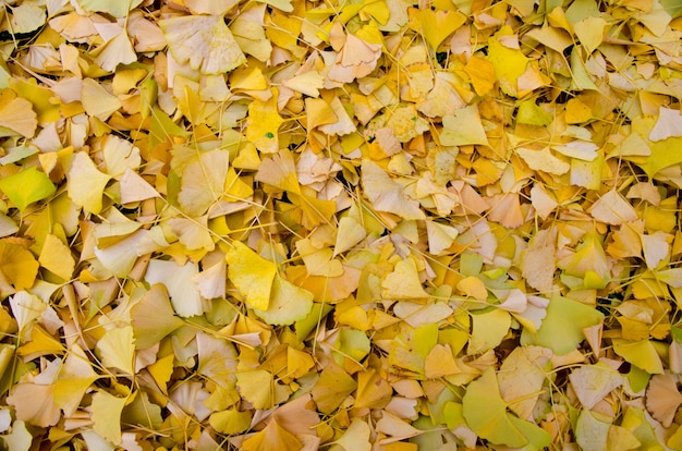 Colpo del primo piano dell'angolo alto delle foglie gialle cadute sparse sul terreno