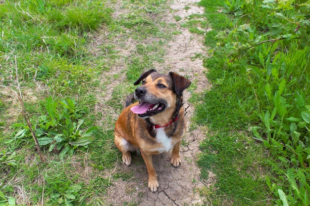 Colpo del primo piano dell'angolo alto di un cane da compagnia carino seduto sul terreno in Lodmoor Country Park, Dorset