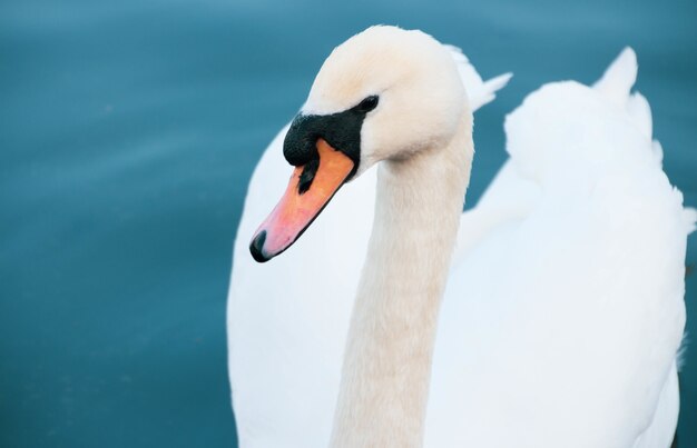 Colpo del primo piano dell'angolo alto di un cigno bianco che nuota nel lago