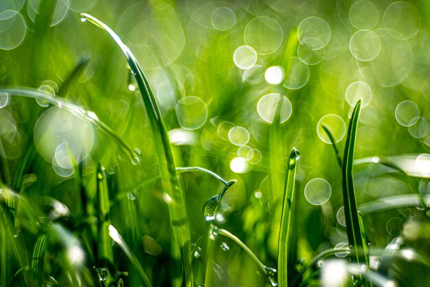 Colpo del primo piano dell'erba in un campo con uno sfondo sfocato e un effetto bokeh