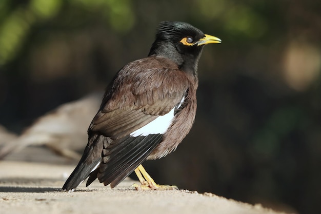 Colpo del primo piano dell'uccello di myna comune appollaiato su una superficie di cemento