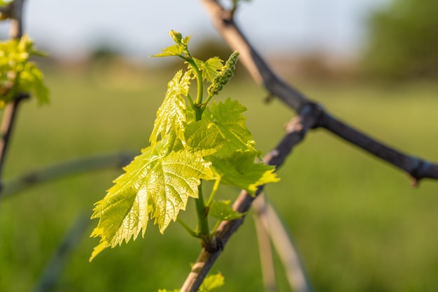 Colpo del primo piano dell'uva verde fresca lascia su uno sfondo sfocato