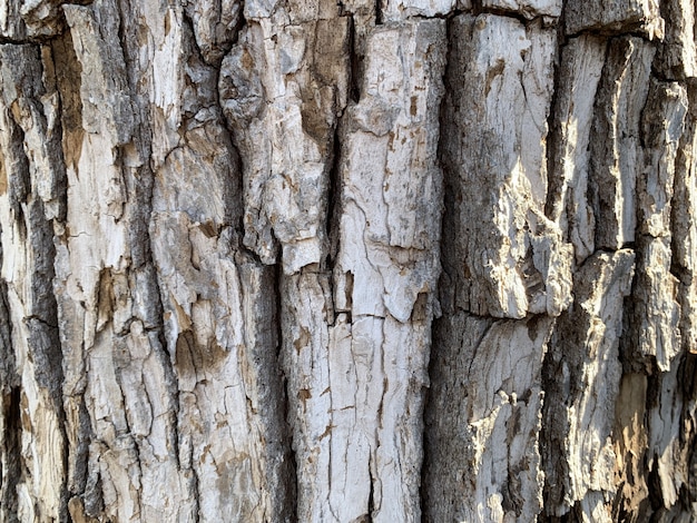 Colpo del primo piano della corteccia di albero marrone con la luce solare che cade su di esso - perfetto per gli sfondi naturali