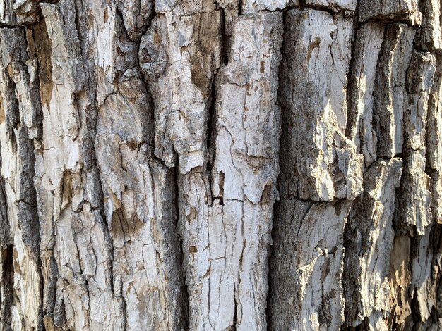 Colpo del primo piano della corteccia di albero marrone con la luce solare che cade su di esso - perfetto per gli sfondi naturali