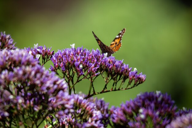 Colpo del primo piano della farfalla arancione e nera che si siede su un fiore blu e viola