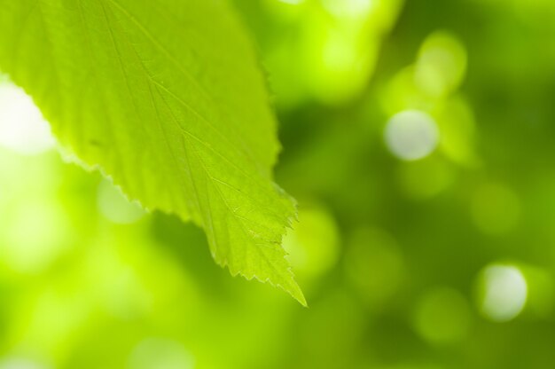 Colpo del primo piano della foglia verde contro uno sfondo bokeh bokeh