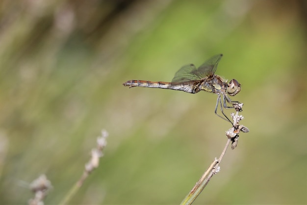 Colpo del primo piano della libellula con uno sfondo sfocato