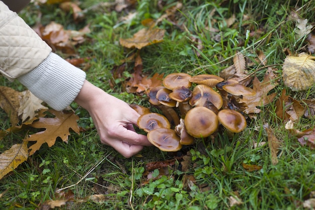 Colpo del primo piano della mano che cattura i funghi nella foresta con erba verde e foglie marroni