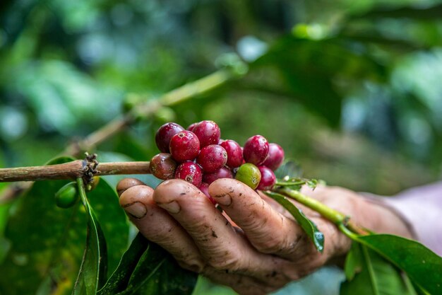 Colpo del primo piano della mano maschile che raccoglie i chicchi di caffè rosso ciliegia sull'albero