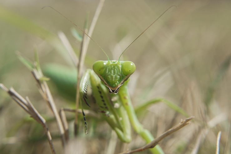Foto gratuito colpo del primo piano della mantide religiosa sull'erba verde con uno sfondo sfocato