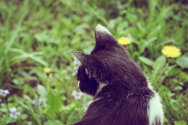 Colpo del primo piano della parte posteriore di un simpatico gatto bianco e nero