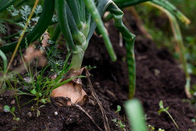 Colpo del primo piano della pianta dell'aglio nel terreno
