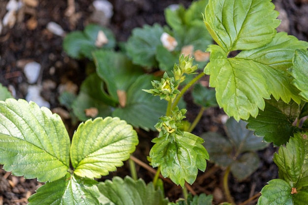 Colpo del primo piano della pianta della fragola che cresce nel giardino