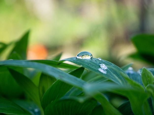 Colpo del primo piano della pianta verde con gocce d'acqua sulle foglie in giardino