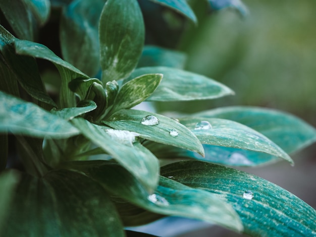 Colpo del primo piano della pianta verde con gocce d'acqua sulle foglie nel parco