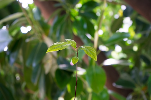 Colpo del primo piano della pianta verde lascia isolato