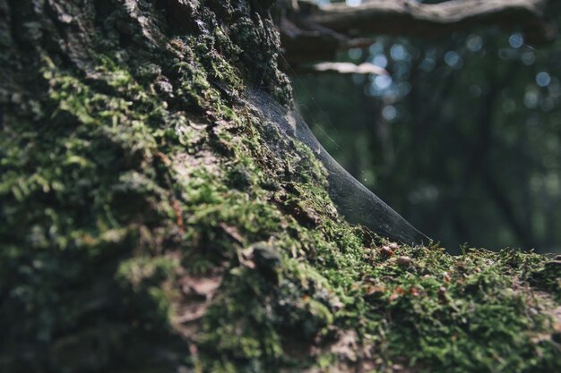 Colpo del primo piano della ragnatela su un tronco d'albero