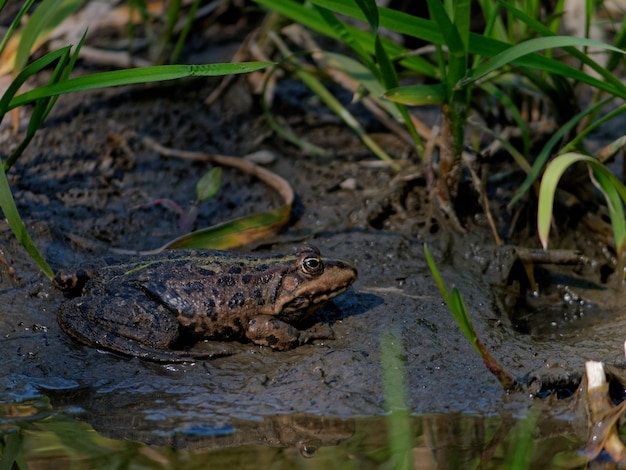 Colpo del primo piano della rana di palude Pelophylax ridibundus vicino al lago in Europa