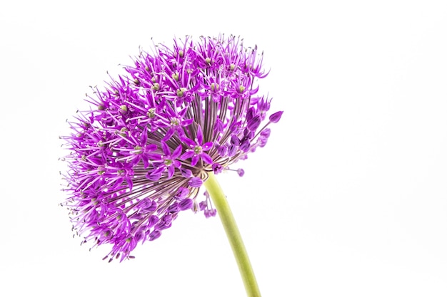 Colpo del primo piano della testa di fiore viola allium su bianco