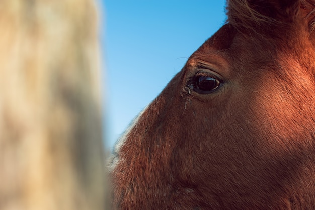 Colpo del primo piano della testa di un cavallo marrone