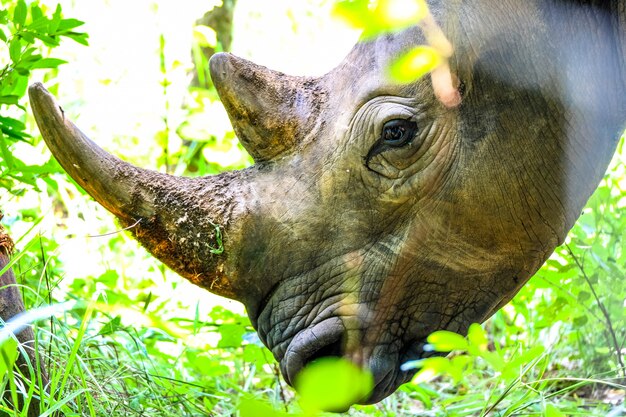Colpo del primo piano della testa di un rinoceronte vicino alle piante e ad un albero nessun giorno soleggiato