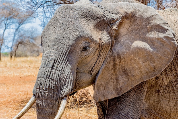 Colpo del primo piano della testa di un simpatico elefante nel deserto