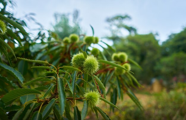 Colpo del primo piano delle castagne dolci che crescono sull'albero sotto la luce del sole