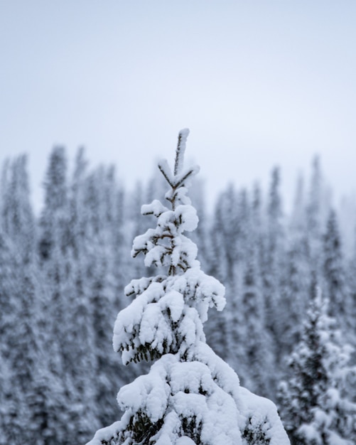 Colpo del primo piano delle cime degli alberi dell'abete innevato in una stazione sciistica