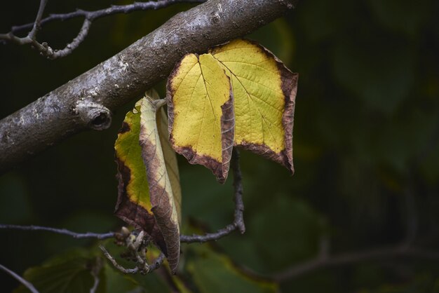 Colpo del primo piano delle foglie asciutte su un ramo di albero