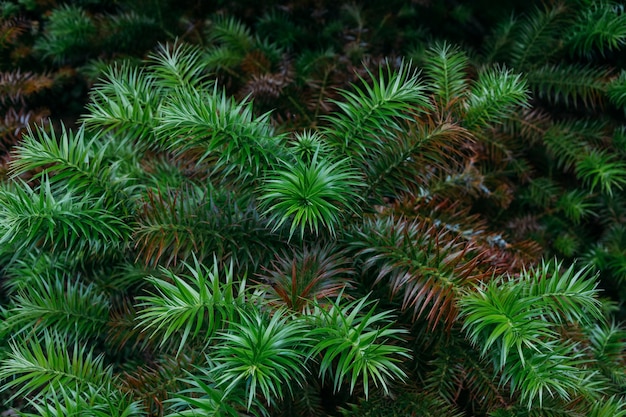 Colpo del primo piano delle foglie di pino