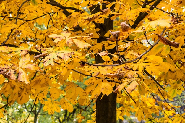 Colpo del primo piano delle foglie gialle di autunno su un albero