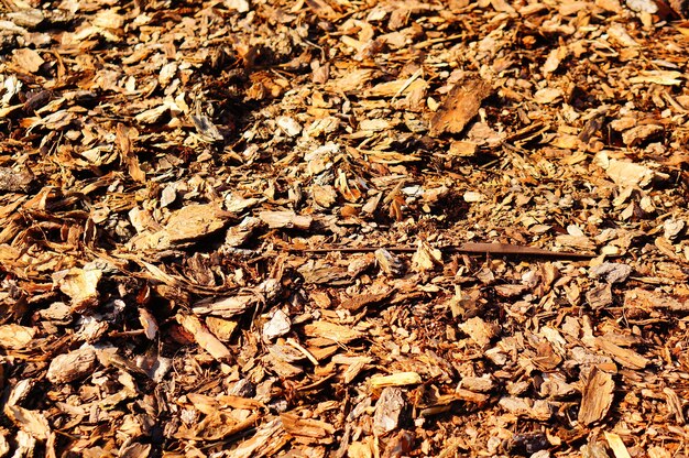Colpo del primo piano delle foglie marroni sul terreno durante il giorno