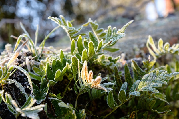 Colpo del primo piano delle foglie verdi coperte di brina nella foresta