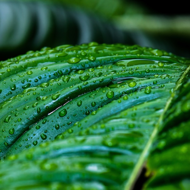Colpo del primo piano delle gocce di pioggia sulle foglie di una pianta verde