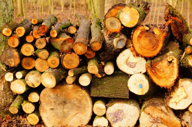 Colpo del primo piano delle legna da ardere tagliate - concetto di abuso di natura