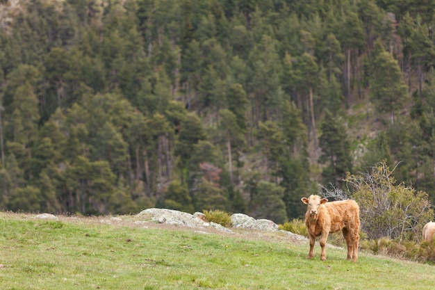 Colpo del primo piano delle mucche nel campo con una foresta dietro