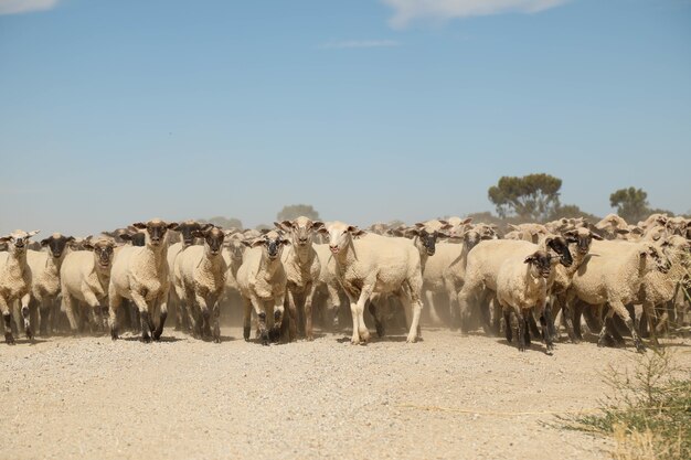 Colpo del primo piano delle pecore che camminano sulla strada vicino a un campo