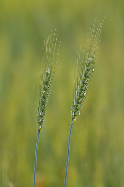 Colpo del primo piano delle piante di triticale con sfondo sfocato