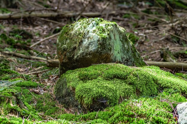 Colpo del primo piano delle rocce muscose nella foresta