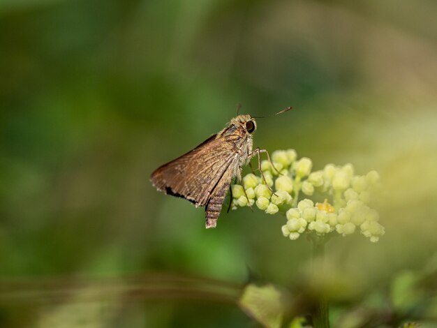 Colpo del primo piano delle specie di farfalla skipper dell'erba vicino a Yokohama