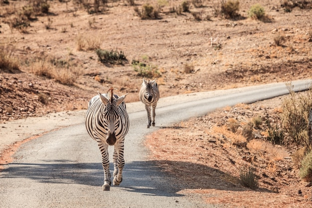 Colpo del primo piano delle zebre sulla strada