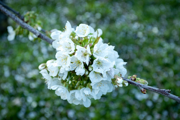 Colpo del primo piano di bei fiori bianchi del fiore di ciliegia