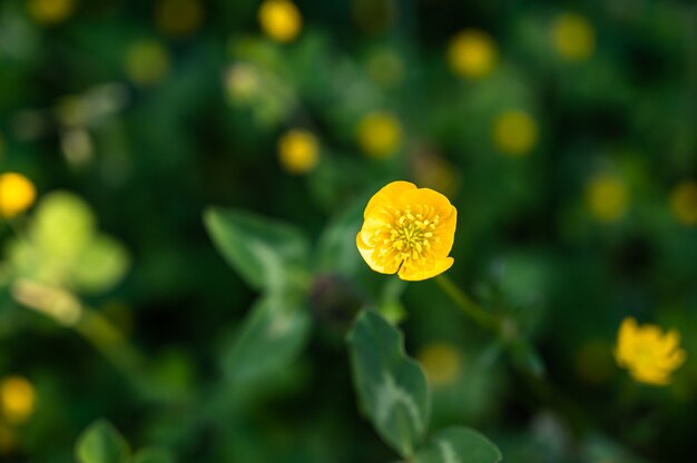 Colpo del primo piano di bei fiori di campo gialli