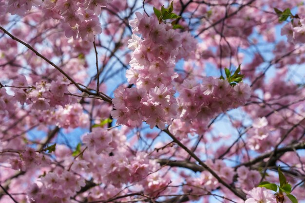 Colpo del primo piano di bei fiori di ciliegio su un albero durante il giorno