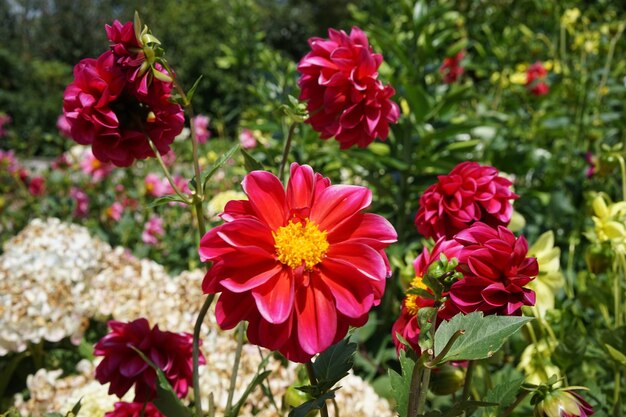 Colpo del primo piano di bei fiori rosa grandi in un campo con fiori diversi in una giornata luminosa