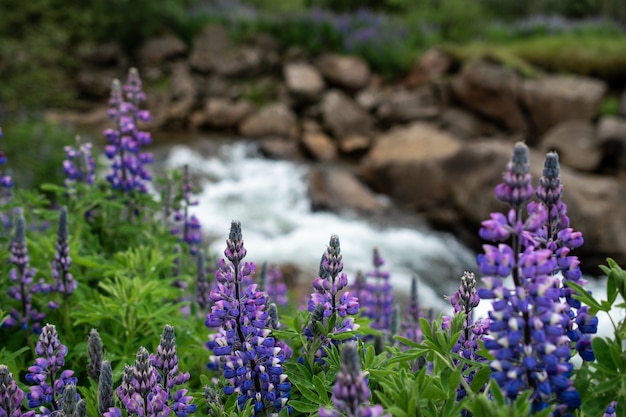 Colpo del primo piano di bei fiori viola della lavanda della foglia della felce vicino al fiume