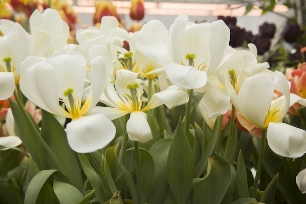 Colpo del primo piano di bei tulipani bianchi-petaled