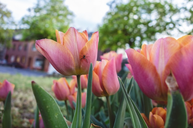 Colpo del primo piano di bei tulipani rosa che crescono nel campo