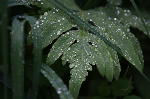 Colpo del primo piano di bella foglia verde coperta di gocce di rugiada al mattino presto