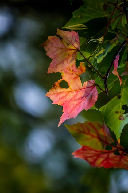 Colpo del primo piano di belle foglie colorate con fori e sfocato